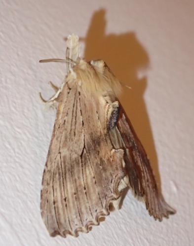 Pterostoma palpina